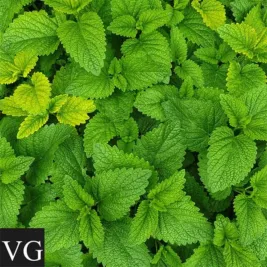 VG Menthol